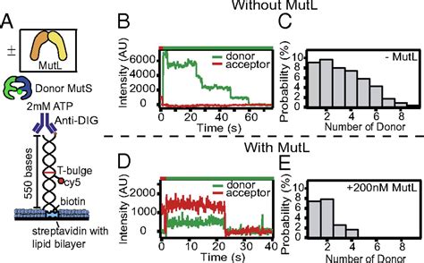 MutL Traps MutS At A DNA Mismatch PNAS