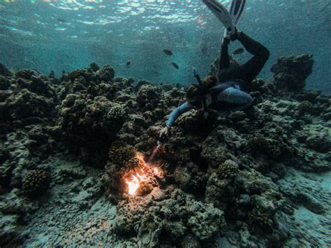 Night Snorkelling With Bioluminescent Plankton Soneva