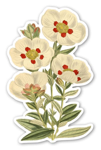 Buy White Vintage Flowers - Die cut stickers - StickerApp