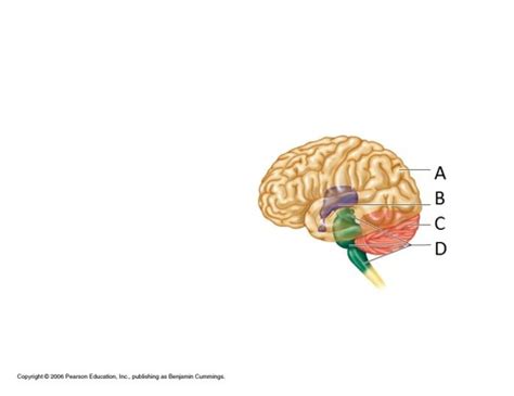 Regions Of The Brain Flashcards Quizlet