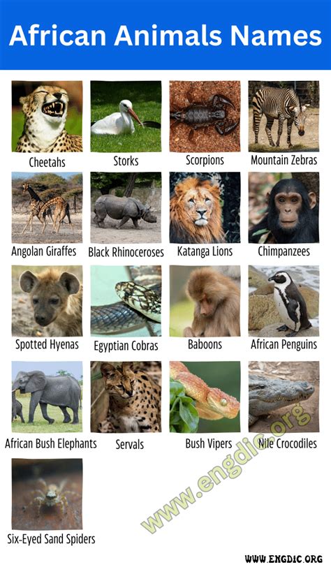 20 African Animals Names With Pictures Engdic