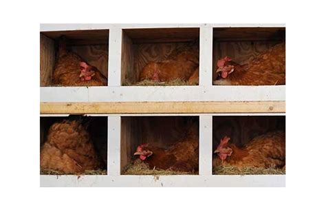 How Many Chicken Nest Boxes Do You Need? - Poultry Producer