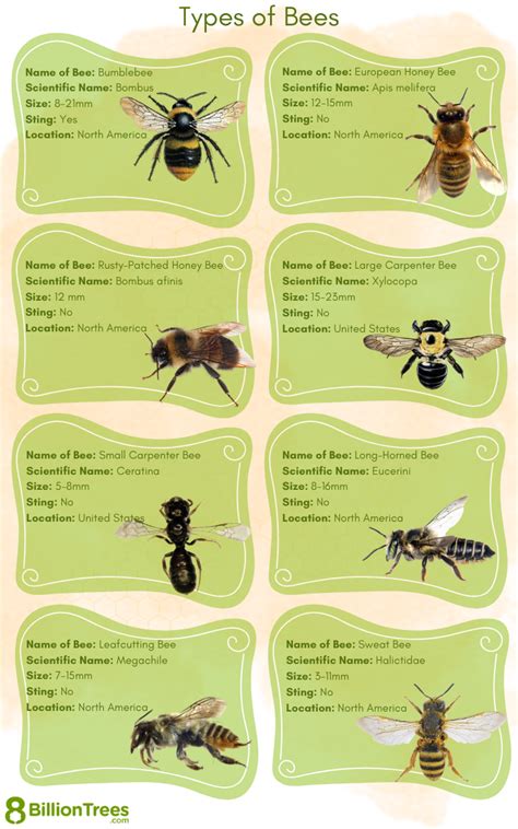 The Different Types Of Bees Found In The United States Nature Blog