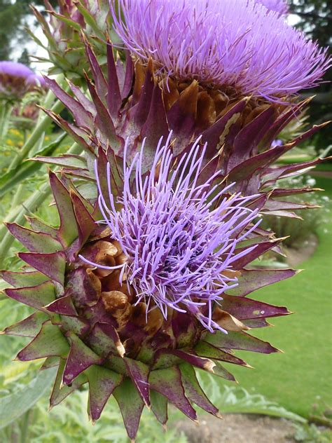 Cynara Descubre Los Beneficios Y Usos De Esta Planta Medicinal