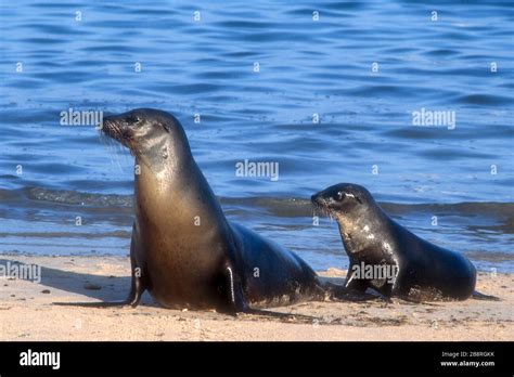 América del Sur Ecuador Islas Galápagos vida silvestre mamíferos