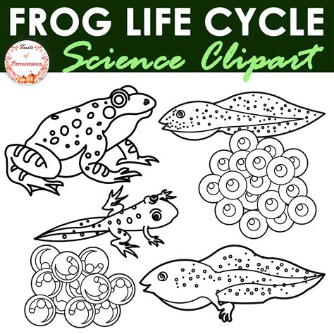 Frog Life Cycle Clipart | Stages of Development of a Frog | Made By Teachers