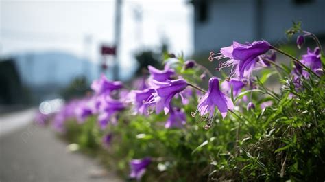 Pinggir Jalan Penuh Dengan Bunga Ungu Yang Indah Bellflower Mekar Di