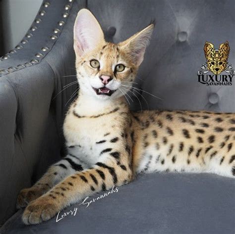 Silver Savannah Cats And Kittens At Luxury Savannahs Healthy