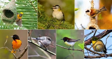 11 Birds That Build Beautiful Hanging Nests With Photos Bird Nature