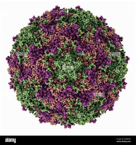 Coxsackie Virus Capsid Computer Model Showing The Structure Of A