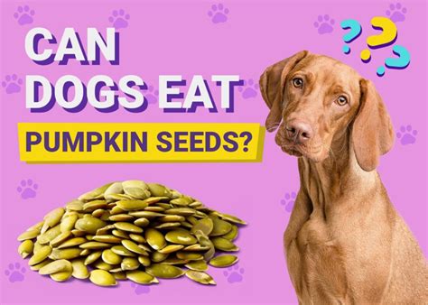 Can Dogs Eat Pumpkins Vet Approved Facts And Feeding Tips Pangovet