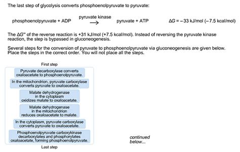 Pyruvate To Oxaloacetate Gluconeogenesis