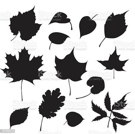 Feuilles Darbres Vecteurs Libres De Droits Et Plus Dimages