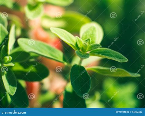 Home Garden Growing Marjoram Outdoors Stock Image Image Of Herb