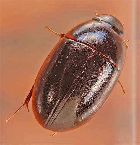 Hydrophilini Enochrus Bugguidenet