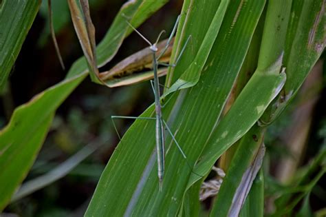 Mantis Palo Brunneria Sp Ecoregistros