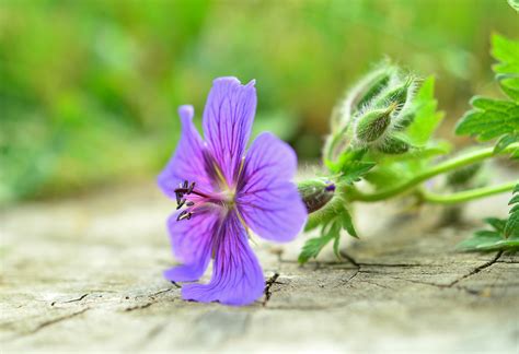 图片素材 性质 厂 叶 花瓣 盛开 绿色 植物学 植物群 野花 特写 眼 宏观摄影 开花植物 陆地植物