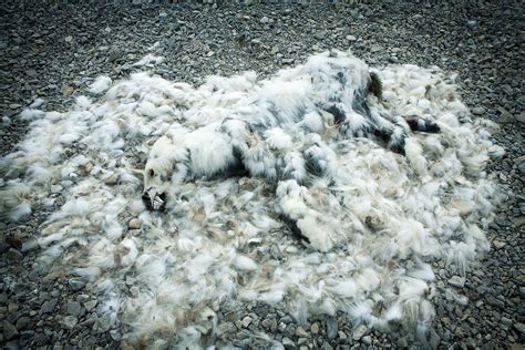 This Shocking Photo Of A Dead Polar Bear Is Raising Questions About ...