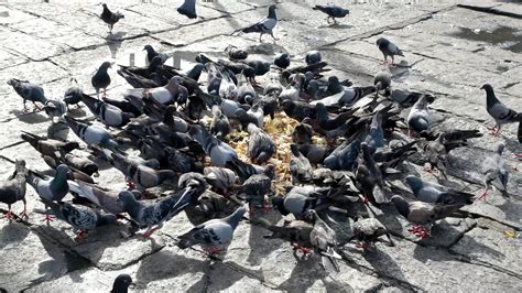 Pigeon eat food at street 8956498 Stock Video at Vecteezy