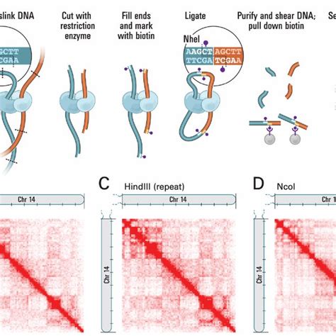 Pdf Comprehensive Mapping Of Long Range Interactions Reveals Folding