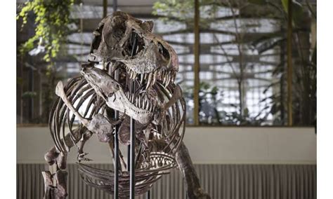 T Rex Skeleton Sells For More Than 5m At Zurich Auction