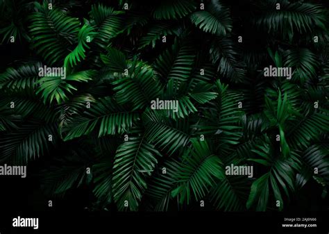 Fern Leaves On Dark Background In Jungle Dense Dark Green Fern Leaves