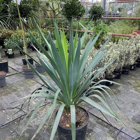 Buy Large Hardy Yucca Plant Yucca Gloriosa By Charellagardens