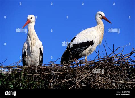 France Haut Rhin Hunawihr Village Couple Of Storks In Their Nest At