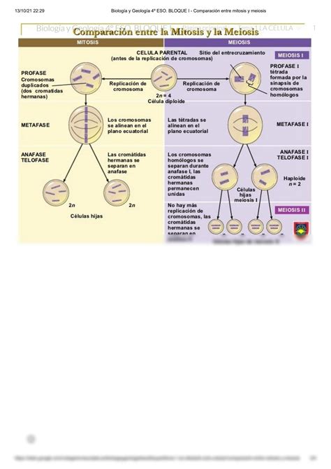 SOLUTION Biolog A Y Geolog A 4 Eso Bloque I Comparaci N Entre Mitosis