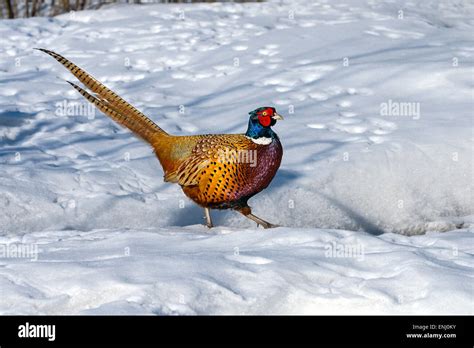 White Pheasant Bird Hi Res Stock Photography And Images Alamy