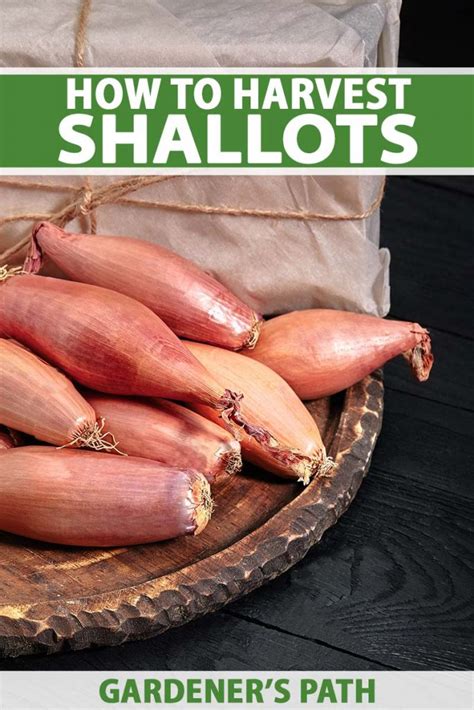 When and How to Harvest Shallots | Gardener’s Path