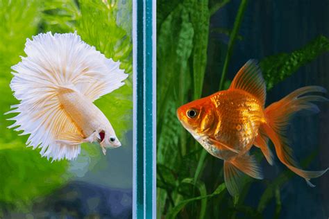 Can Betta Fish Live With Goldfish Why Not FishLab