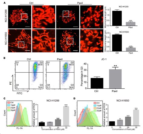 Figure From Blockage Of Autophagic Flux And Induction Of Mitochondria