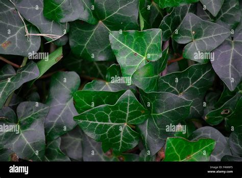 Ivy Close Up Stock Photo Alamy