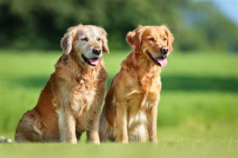 Male Vs Female Golden Retriever: What’s The Difference?