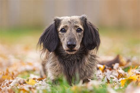 Therapy Dachshund Club Of St Louis