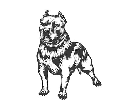 Premium Vector | American bully dog vector illustration, bully dog ...