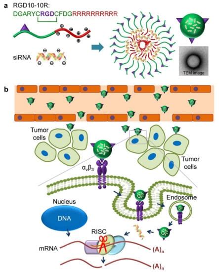 Ijms Free Full Text Peptide Assisted Nucleic Acid Delivery Systems