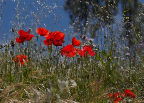 Flora Do Gr O Canaria Papaver Rhoeas Papoila Comum Imagem De Stock