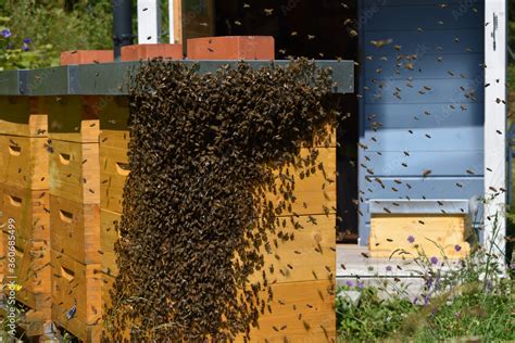 Bienenschwarm Auf Bienenstock Ein Schwarm Sammelt Sich Am Bienenstock