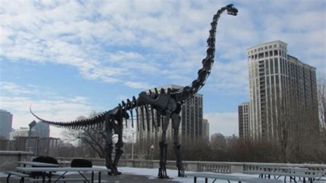 Brachiosaurus Skeleton