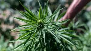 Teens Forced Into Sex And Crime To Pay Off Drug Debt Says Bereaved Mum