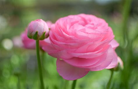 Ranunculus Pink Perfection 1-2-1 – Zoe Woodward Gardening