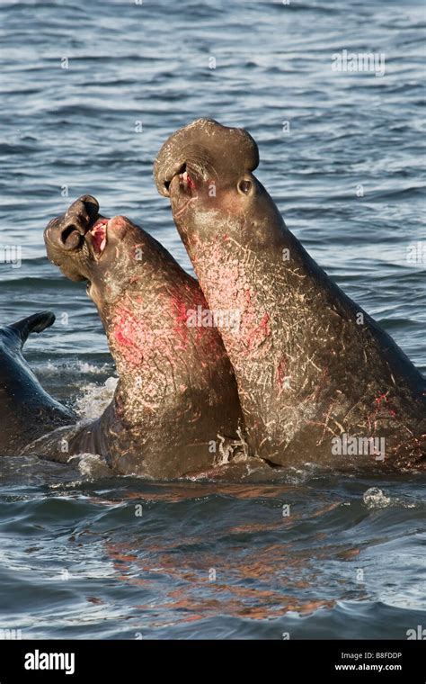 Beach Aggressive Fight Fighting Hi Res Stock Photography And Images Alamy