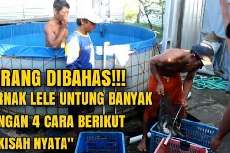 Kisah Nyata Rahasia Ternak Lele Untung Besar Pastikan Memahami 4 Hal