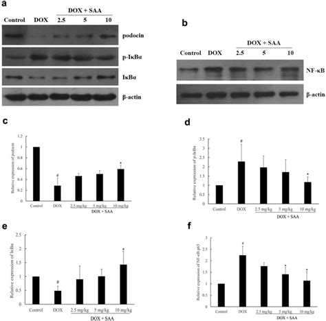 The Effect Of Saa On Podocin P I B I B And Nf B P Protein