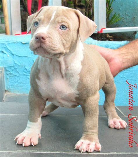 Filhotes Pit Bull Monster Garantia De Vida Mercado Livre