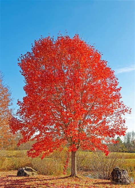 Red Maple Tree, Acer Rubrum, in Fall Color Under Blue Sky with Rocks and Pond Stock Image ...