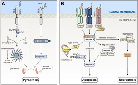 Pyroptosis Apoptosis And Necroptosis Simplified Graphic A Download Scientific Diagram