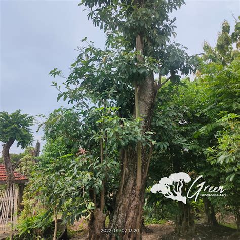 Jual Pohon Pule Taman Di Pacitan Berkualitas Bergaransi